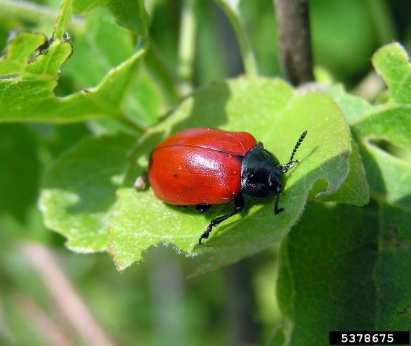 rdeča topolovka (<i>Chrysomela populi</i>) na <i>Populus</i> spp.