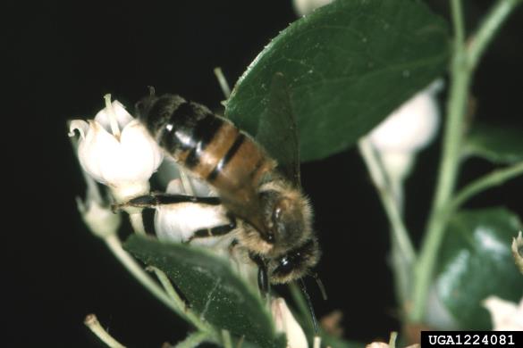 medonosna čebela (<i>Apis mellifera</i>)