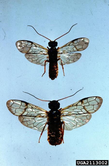 <i>Cephalcia abietis</i>