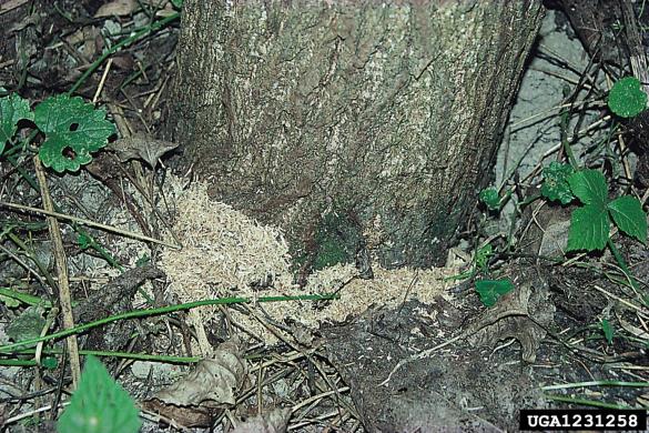 veliki topolov steklokrilec (<i>Aegeria apiformis</i>)