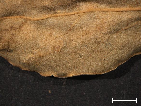 Melampsora euphorbiae 