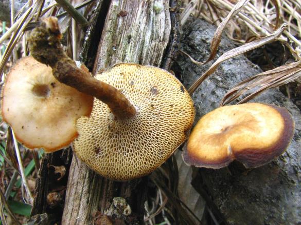 Polyporus brumalis