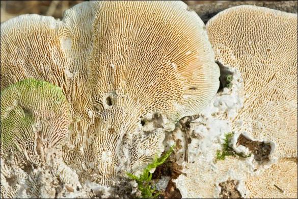 Trametes gibbosa