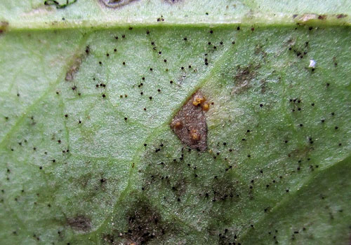 <i>Podosphaera myrtillina</i>