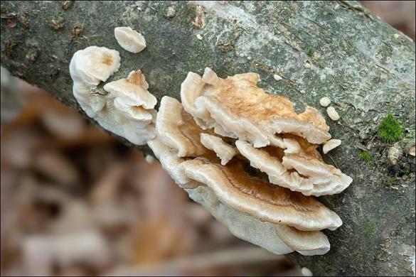 Trametes ochracea