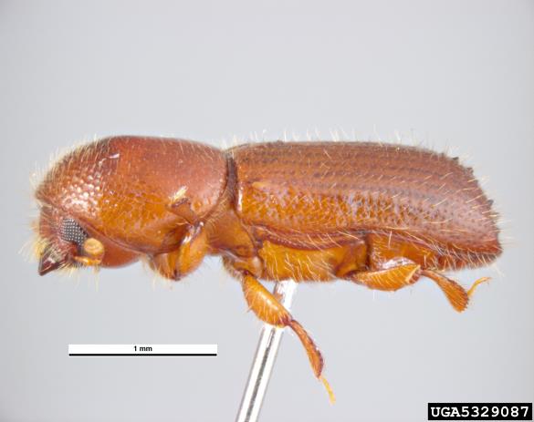 mali črni lesar (<i>Xyleborus monographus</i>)