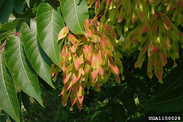 veliki pajesen (<i>Ailanthus altissima</i>)