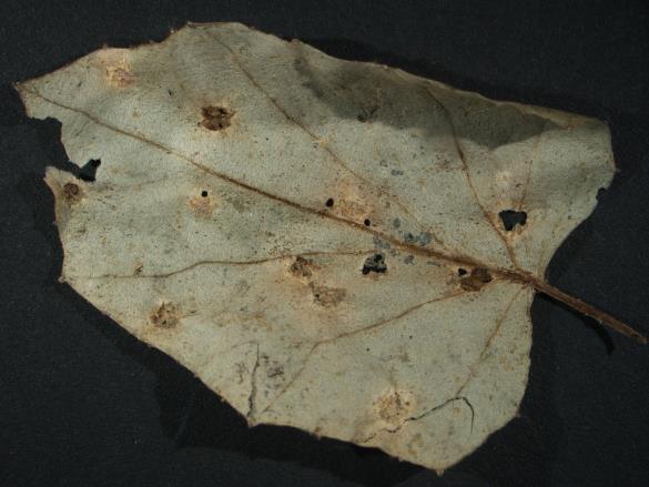 Aecidium tussilaginis