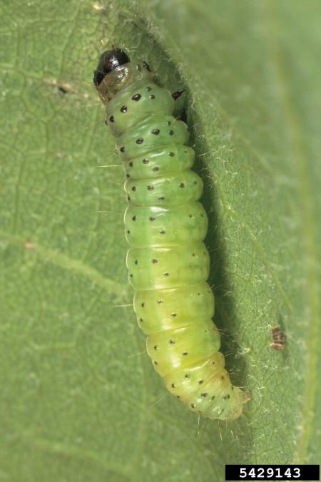 zeleni hrastov zavijač (<i>Tortrix viridana</i>)