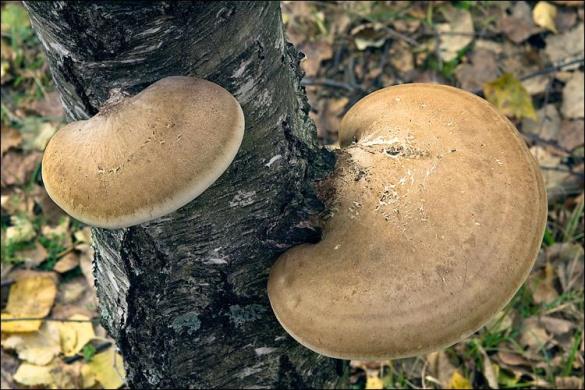 Piptoporus betulinus