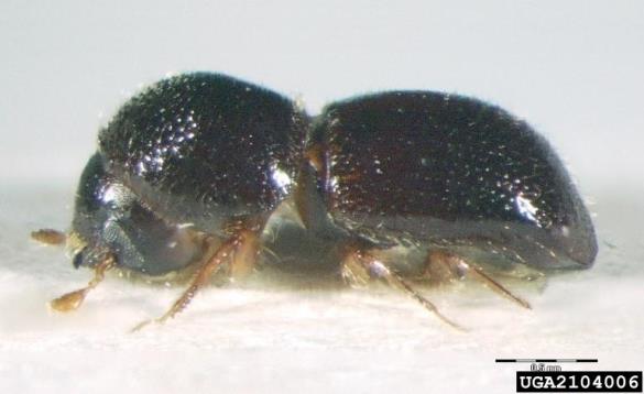 <i>Xyleborus germanus</i>