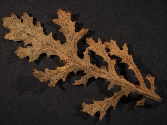 Coleosporium senecionis