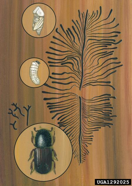 osmerozobi smrekov lubadar ali knaver (<i>Ips typographus</i>)