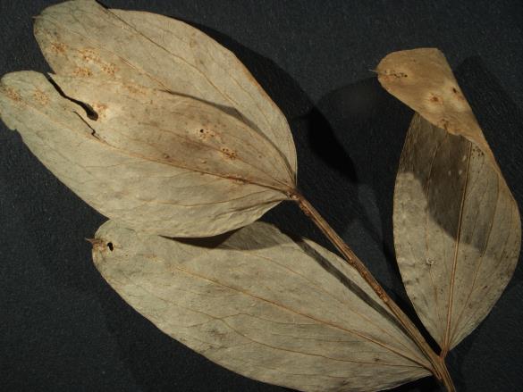 Aecidium orobi