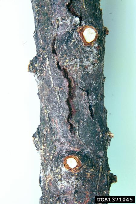 macesnova kosmičevka (<i>Lachnellula willkommii</i>)