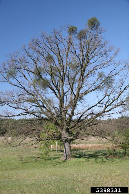 navadno ohmelje (<i>Loranthus europaeus</i>)