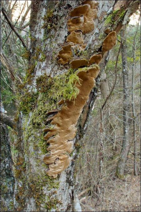 Phellinus conchatus