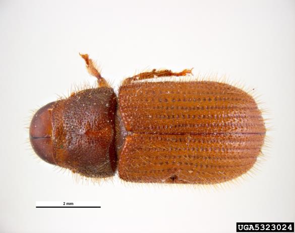 orjaški smrekov ličar (<i>Dendroctonus micans</i>)