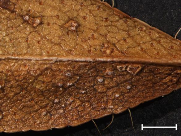 Chrysomyxa rhododendri 