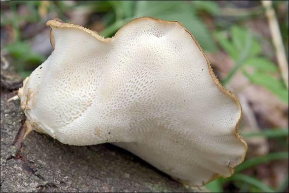 Polyporus squamosus