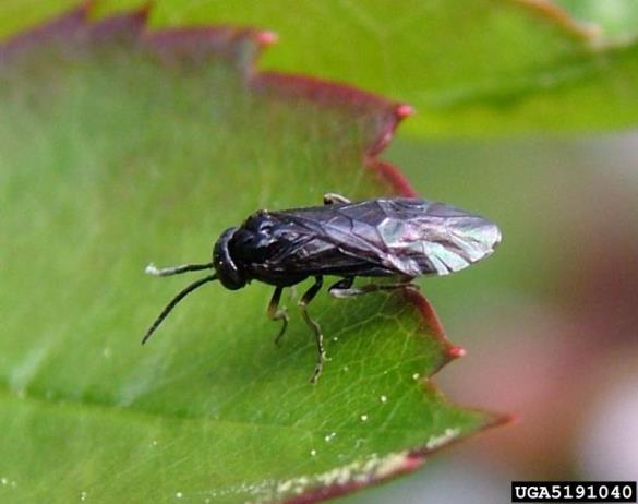 <i>Caliroa cerasi</i> na <i>Rosa</i> spp.