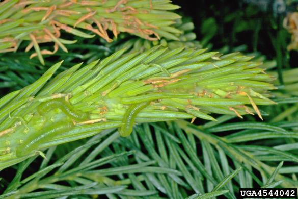 navadna smrekova grizlica (<i>Pristiphora abietina</i>) na <i>Picea abies</i>