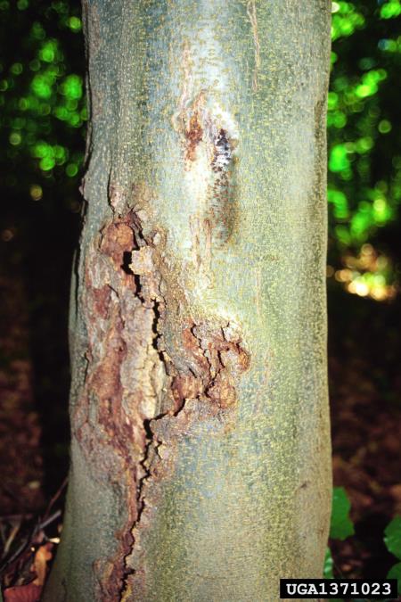 škrlatna bradavička (<i>Nectria coccinea</i>) na <i>Fagus sylvatica</i>