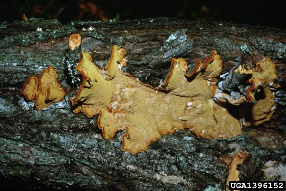 borov plutač (<i>Phellinus pini</i>)
