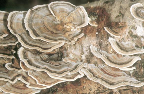 Pisana ploskocevka