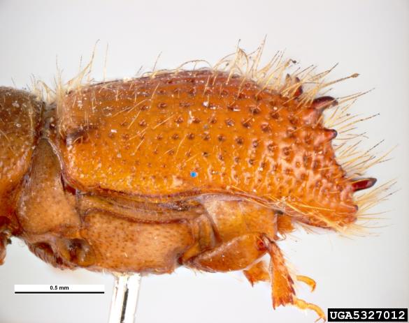 krivozobi jelov lubadar (<i>Pityokteines curvidens</i>)