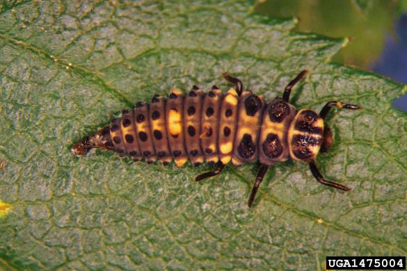 dvopikčasta polonica (<i>Adalia bipunctata</i>)