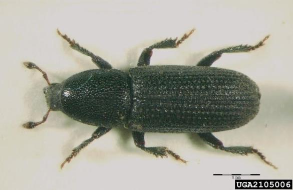 črni borov koreninar (<i>Hylastes ater</i>)