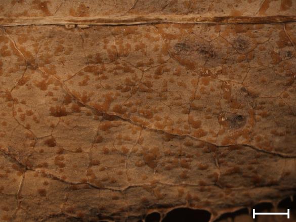 Coleosporium sonchi