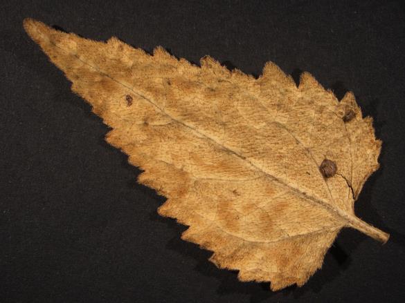 Coleosporium campanulae