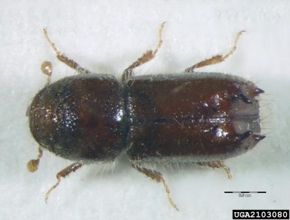 krivozobi borov lubadar (<i>Pityogenes bistridentatus</i>)