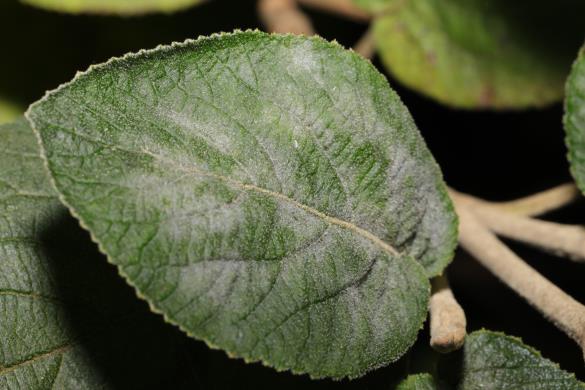 <em>Erysiphe viburni</em>