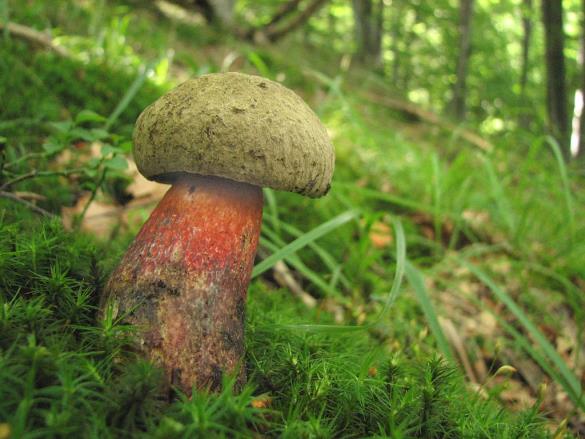 Boletus calopus