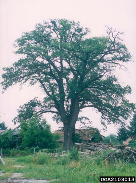 veliki hrastov kozliček ali strigoš (<i>Cerambyx cerdo</i>) na <i>Quercus robur</i>