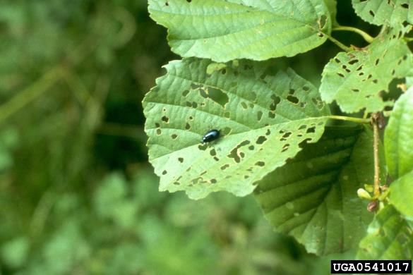 modri jelšev lepenec (<i>Agelastica alni</i>) na <i>Alnus</i> spp.
