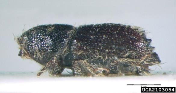 mali osmerozobi smrekov lubadar (<i>Ips amitinus</i>)