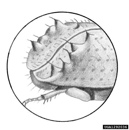 <i>Orthotomicus laricis</i>
