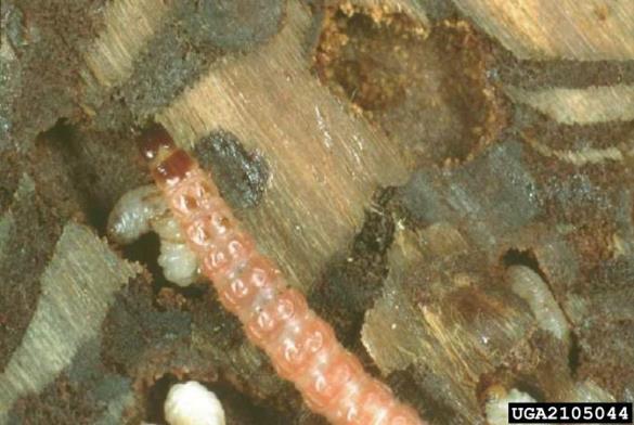 mravljinčasti pisanec (<i>Thanasimus formicarius</i>)