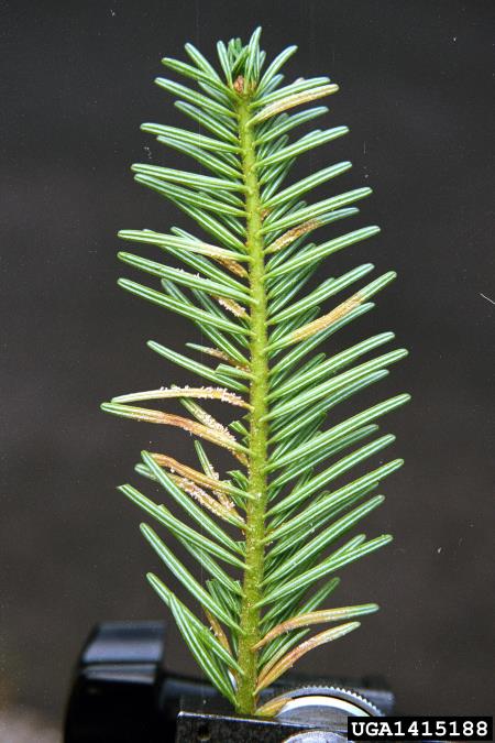 rja jelovih iglic (<i>Pucciniastrum epilobii</i>) na <i>Abies alba</i>