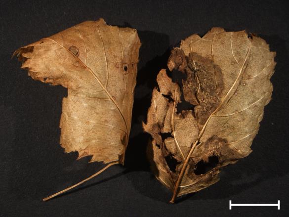 Melampsora ariae