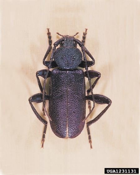 modri kozliček (<i>Callidium violaceum</i>)