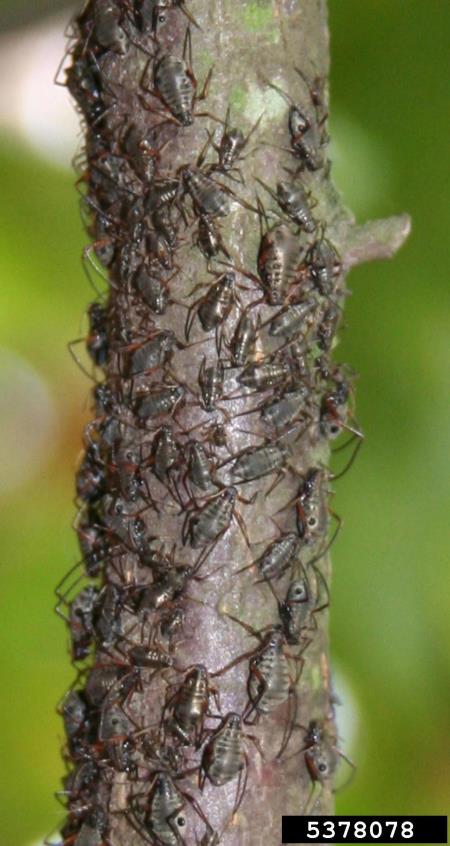 črna hrastova uš ali rjavo črna hrastova lahnida (<i>Lachnus roboris</i>) na <i>Quercus</i> spp.