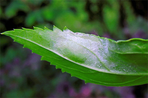 <em>Podosphaera pannosa</em>