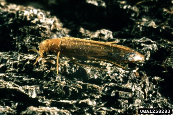 navadni (bukov) vrtovin (<i>Hylecoetus dermestoides</i>)