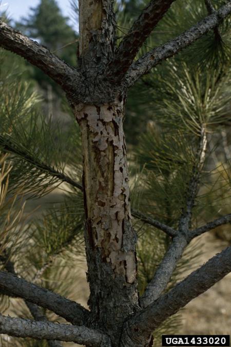 belopikčasti borov rilčkar (<i>Pissodes castaneus</i>) na <i>Pinus nigra</i>