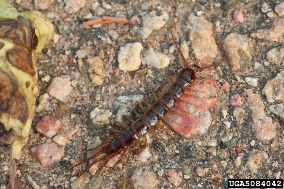<i>Lithobius</i>